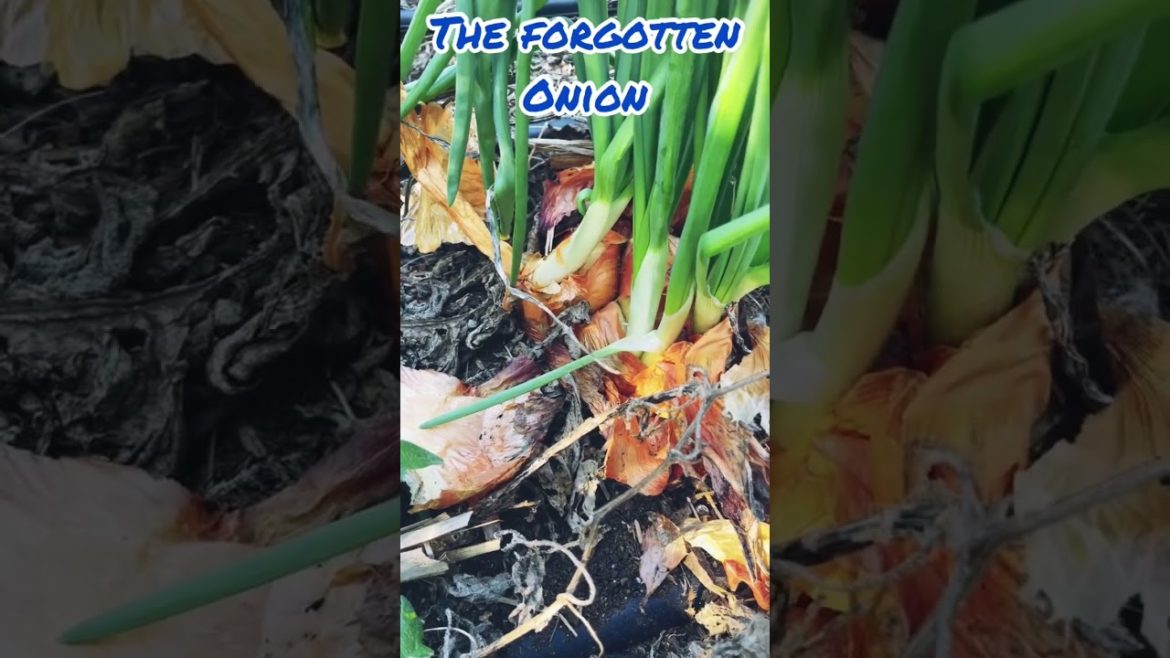 I can’t believe I forgot this one little onion?