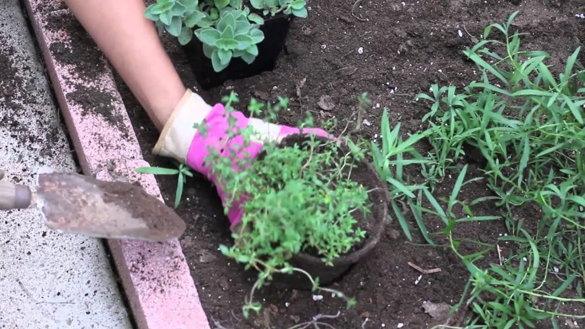 How to Plant an Herb Garden According to Height : Herb Garden Tips How to Plant an Herb Garden According to Height : Herb Garden Tips