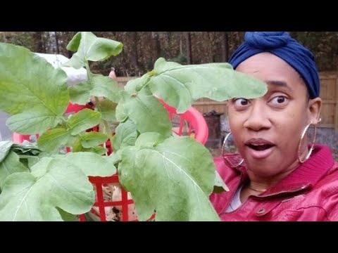 What i thought it was, it wasn't| A surprise in the garden| Fall Backyard Garden What i thought it was, it wasn't| A surprise in the garden| Fall Backyard Garden