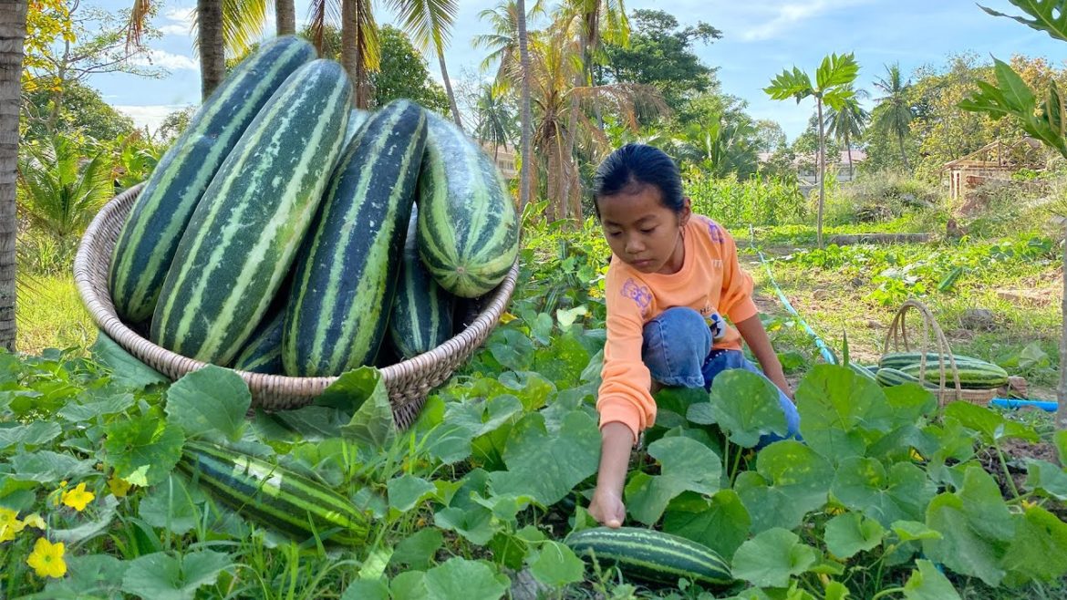 Harvest big cucumber in vegetable garden for cooking.2 recipes with cucumber/Cooking with Sreypich