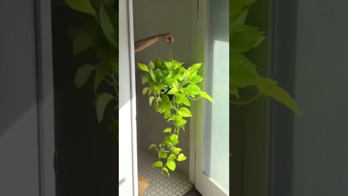 Most Beautiful Indoor Plant #shorts #gardening #trending #indoorplant #plants #be_organic #bonsai