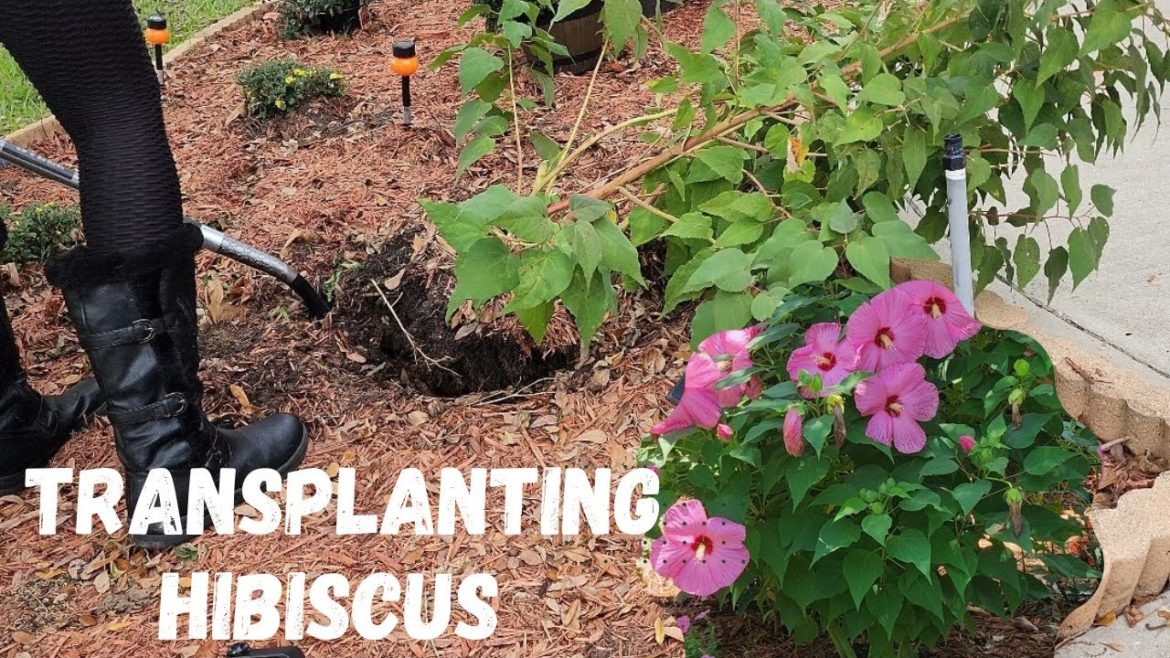 IS IT TOO LATE?😱Transplanting Hibiscus in November 🌺 Zone 9 |Farrah's Garden Diary IS IT TOO LATE?😱Transplanting Hibiscus in November 🌺 Zone 9 |Farrah's Garden Diary