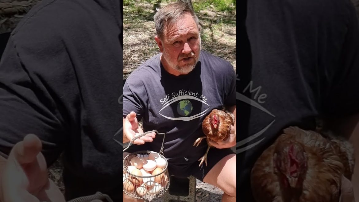 Eggs are so Eggspensive Eggstremely Costly This is No Beat-up