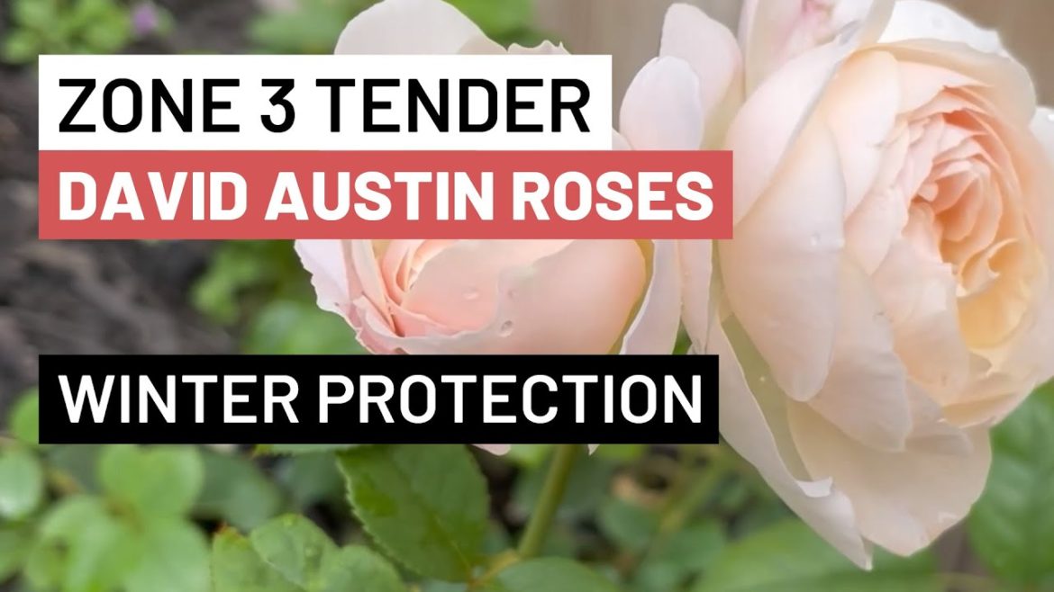 How To Protect Tender David Austin Roses from Zone 3 Winters How To Protect Tender David Austin Roses from Zone 3 Winters
