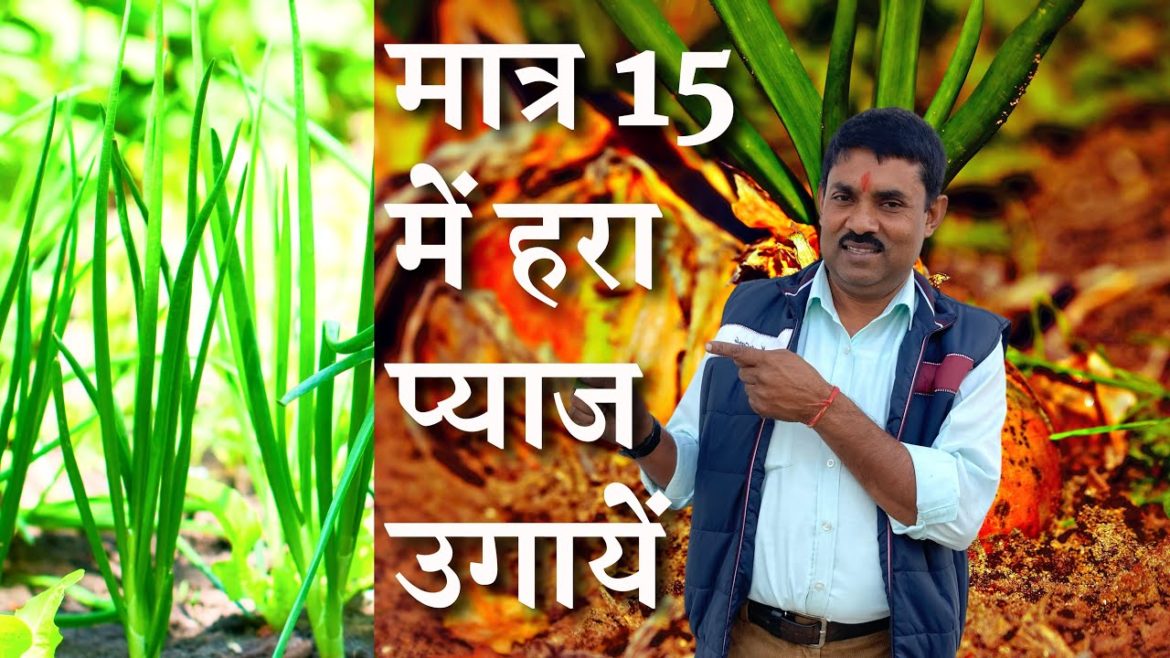 बेकार पड़े प्याज से मात्र 15 दिन में हरा प्याज खाएं #garden #youtube #vegetables बेकार पड़े प्याज से मात्र 15 दिन में हरा प्याज खाएं #garden #youtube #vegetables