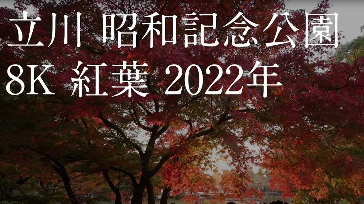 立川 国営昭和記念公園 2022年 8K 紅葉 立川 国営昭和記念公園 2022年 8K 紅葉