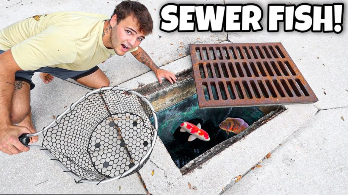 Catching INVASIVE AQUARIUM FISH in FLOODED SEWER!! Catching INVASIVE AQUARIUM FISH in FLOODED SEWER!!