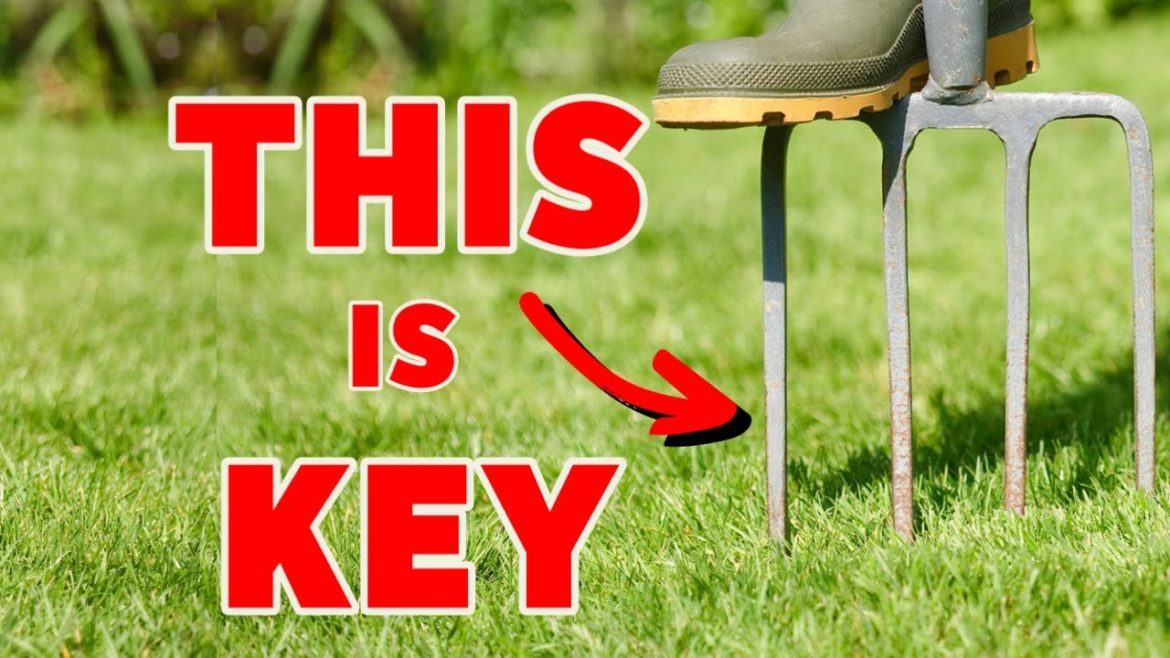 This ONE small thing WILL make a BIG difference to your lawn this winter This ONE small thing WILL make a BIG difference to your lawn this winter