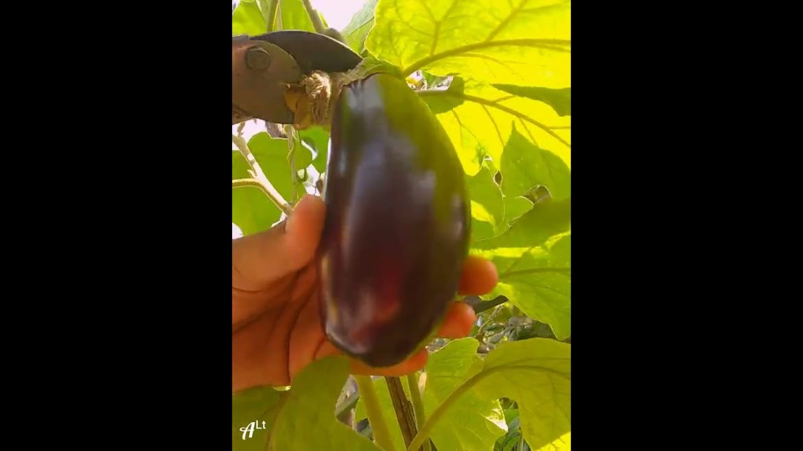 #shorts Harvesting first brinjal of the season