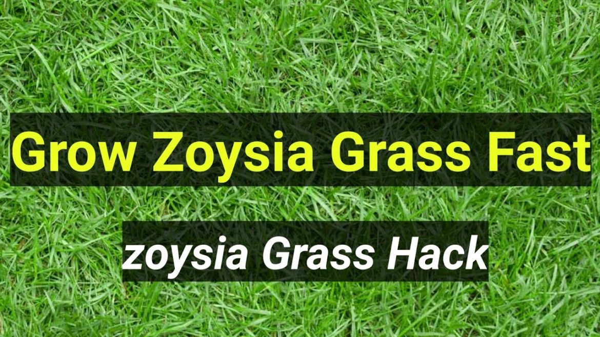 HOW TO GET YOUR ZOYSIA GRASS SPREADING FASTER|| Garden Tips