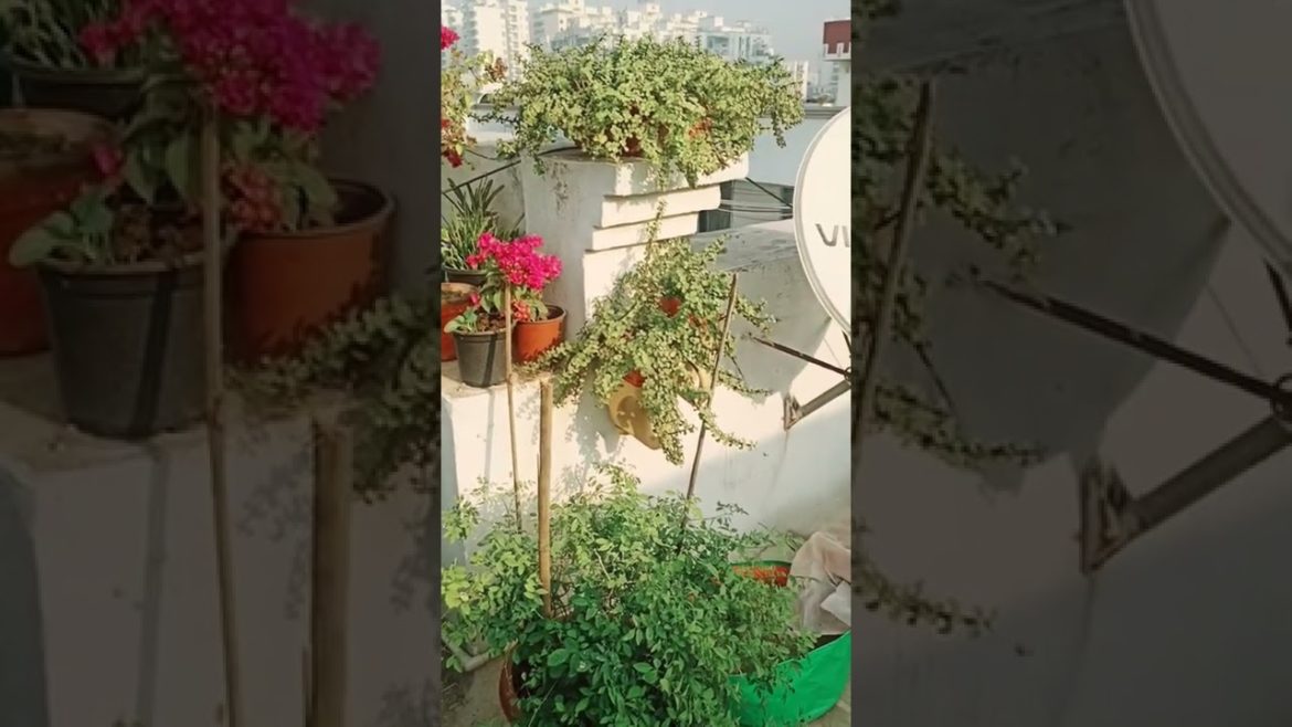 Diy pots #naturetreasure #jade