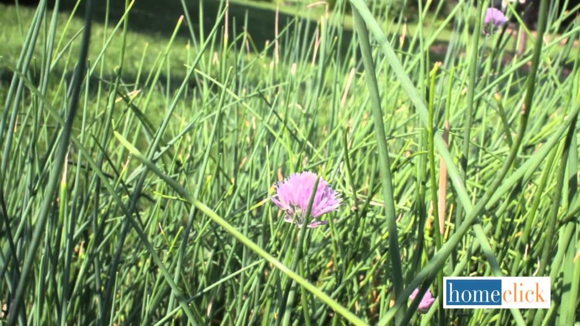 4 Edible Flowers for Your Garden