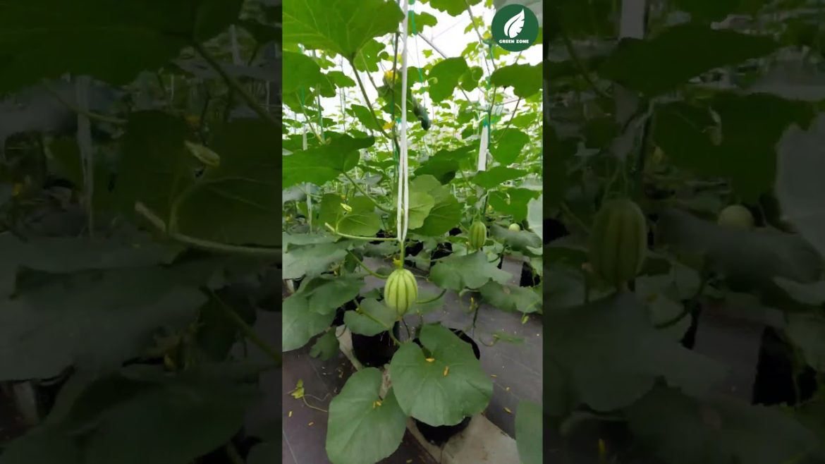 Rangipo Hydroponic Melons#shorts #farming #gardening #hydroxychloroquine #hydroponicgarden