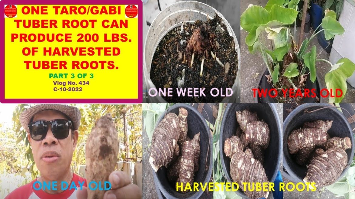 The Final Harvesting of Taro or Gabi Tuber Plants In Our Rooftop Container Garden-Part 3 of 3