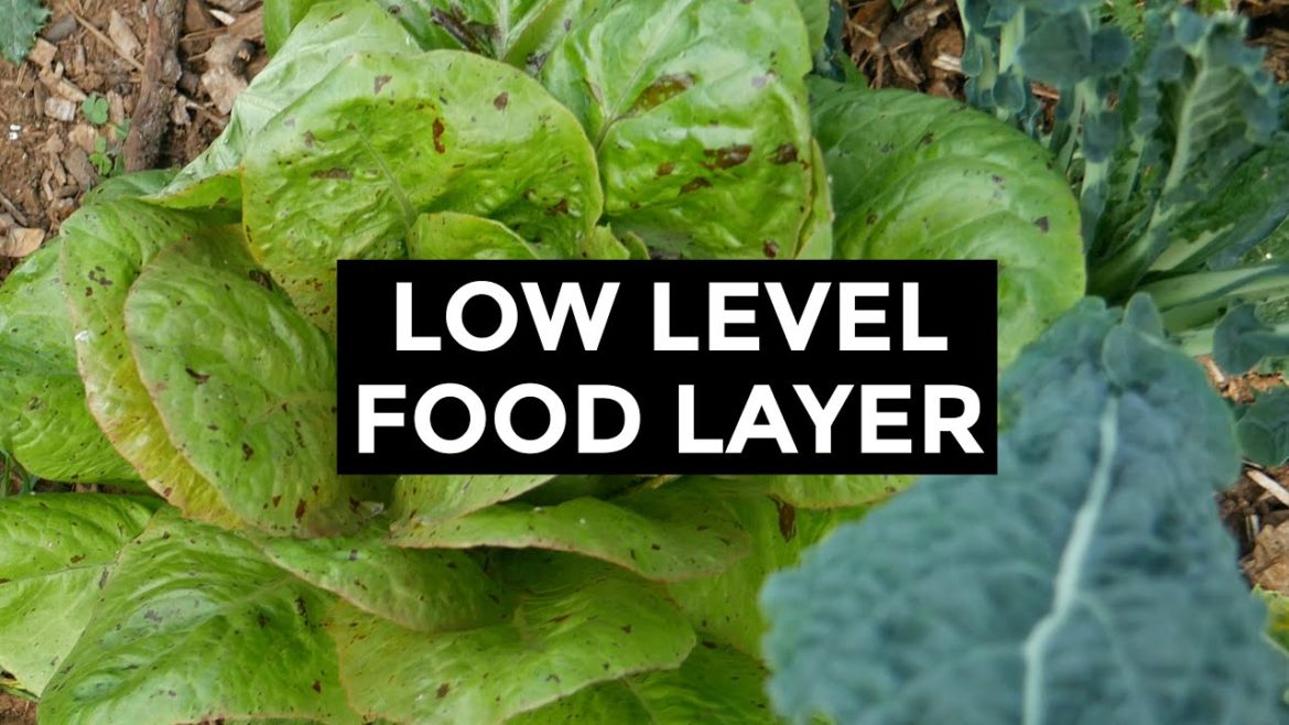 Living Mulch | Edible Ground Cover (Summer 2020)