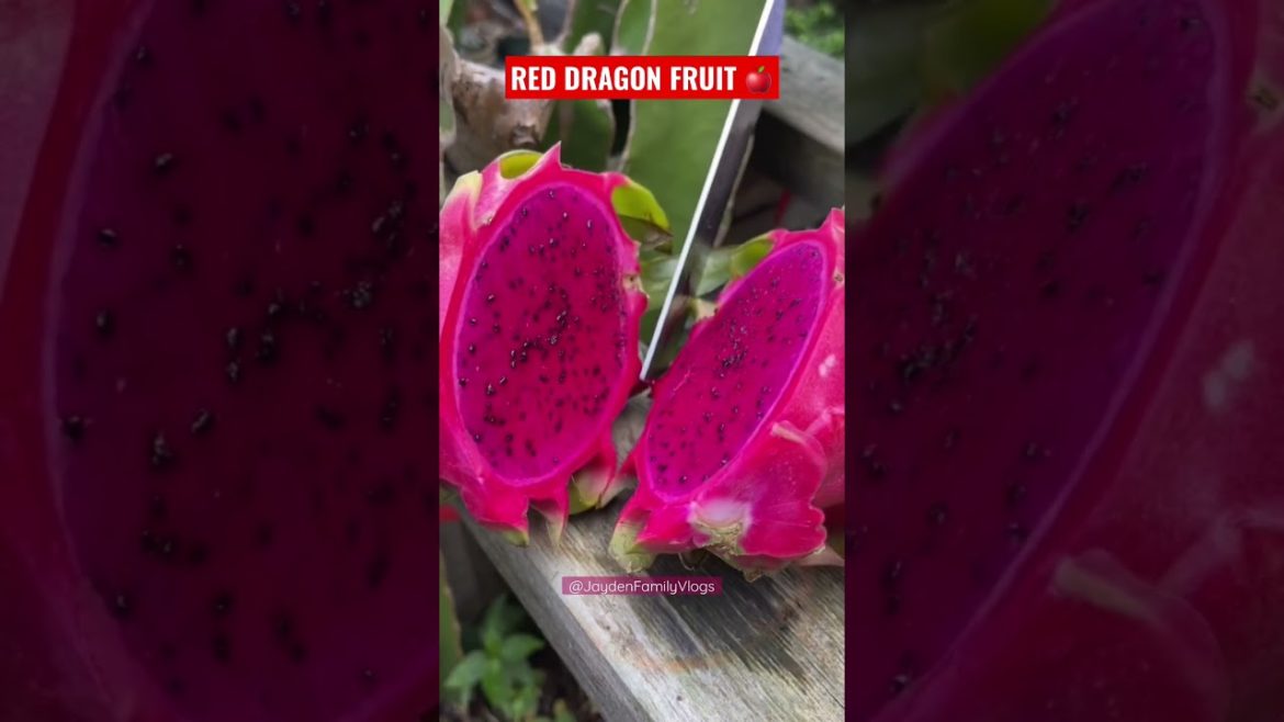 Let’s Cut Dragon Fruit🌵🤤🤤 #shorts #fruit #fruitcutting #food #oddlysatisfying #satisfying