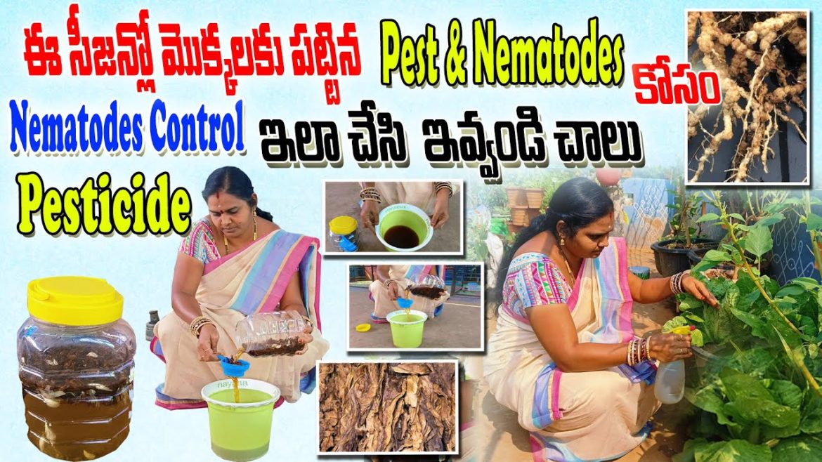 ఇలా చేసి మీ మొక్కలకి ఇవ్వండి చాలు .. | Nimatodes Control Pesticide | ACH Gardening vlogs#pesticides