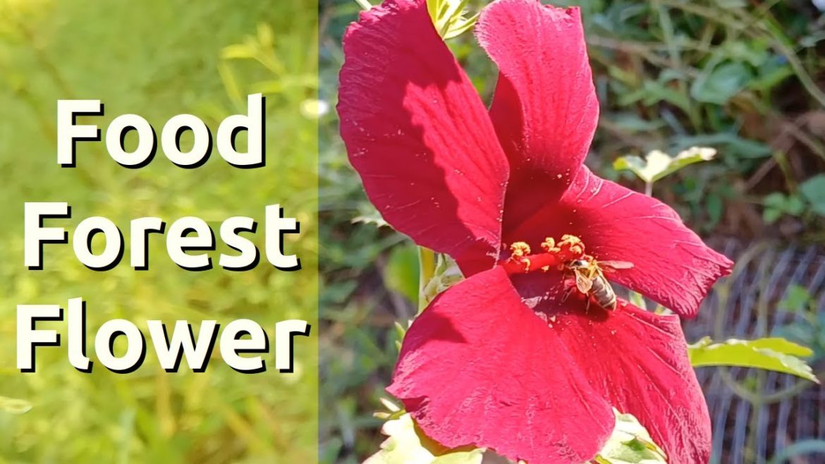 Ruby Hibiscus Food Forest Plant Profile Ruby Hibiscus Food Forest Plant Profile