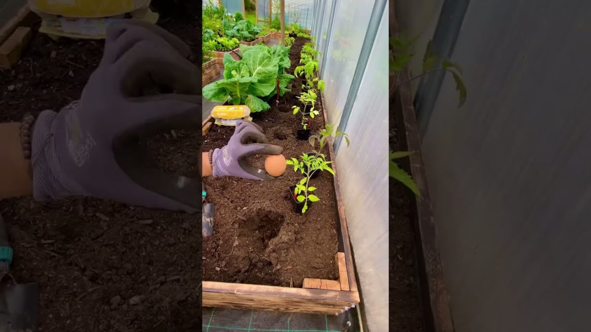 ⛔️ Don’t waste valuable nutrients 🤩 #shorts #gardening ⛔️ Don’t waste valuable nutrients 🤩 #shorts #gardening