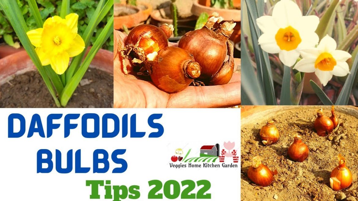 How to grow and plants Daffodils Bulbs with tips 2022 at Asim Rooftop Garden @AsimGarden