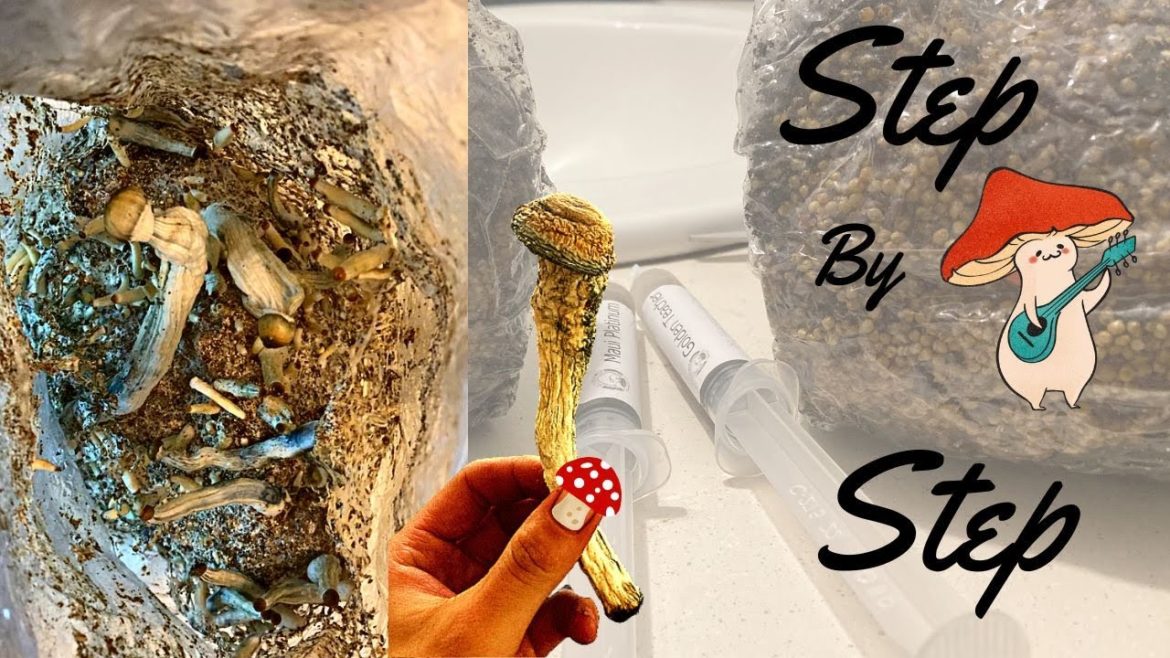 How To Grow Magic Mushrooms |Beginner friendly| Simple and Fast|