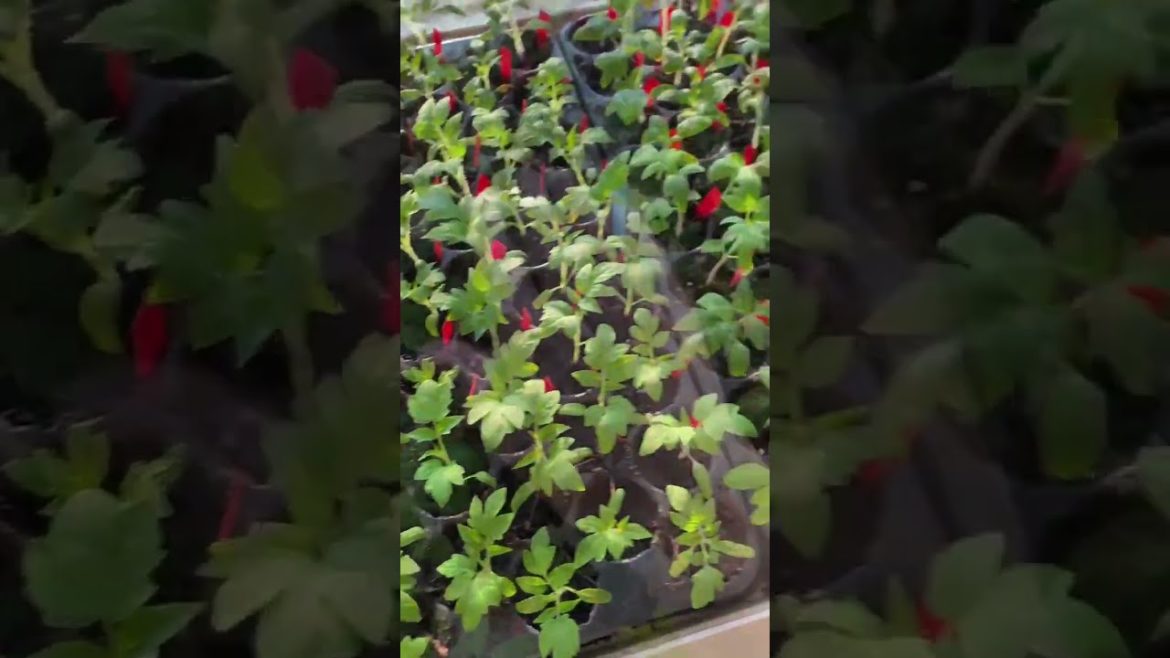 Sturdy And Healthy Seedlings #shorts #gardening Sturdy And Healthy Seedlings #shorts #gardening