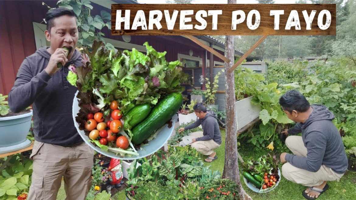 HARVEST PO TAYO!!! Garden. Gardening. Vegetable Garden. Vegetable Gardening. Backyard Gardening.