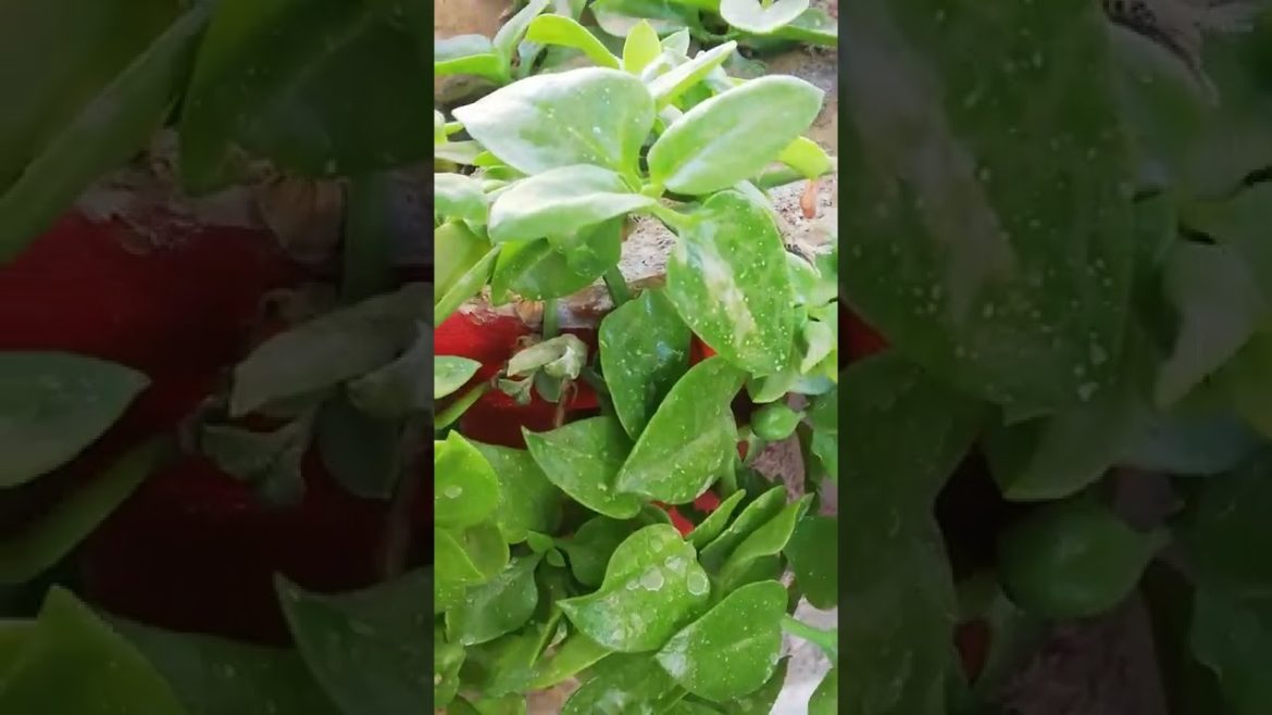 My Small Beautiful Home Garden Raining In My Backyard #shorts #garden