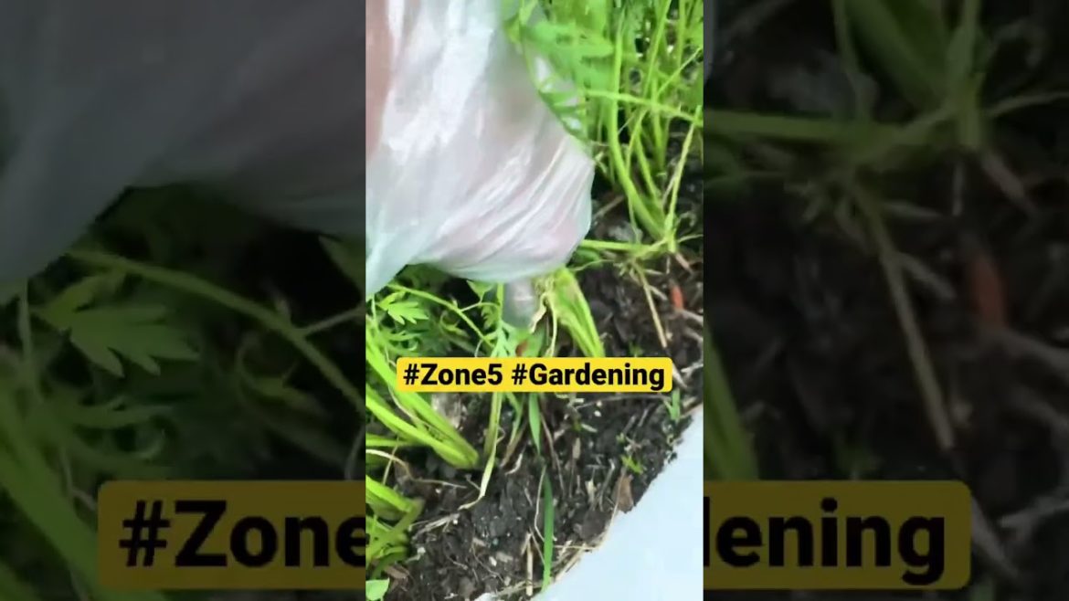 🥕🥕#Container gardening #Growing carrots in containers