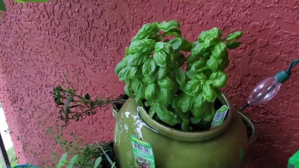 Patio garden greens, an easy way to use them