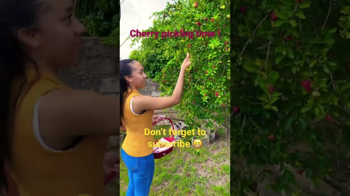 Picking cherries ! #shorts #fruits #vegetables #backyardgarden #cherry #fruits #cherries