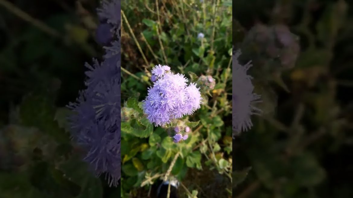 Beautiful Flowers | Vikas Gardening | #flowering #shorts #beautifulflowers