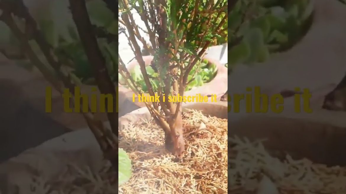 green kiayre garden tips @greenpakistan