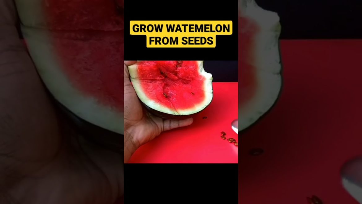 Grow watermelon from seeds #seeds