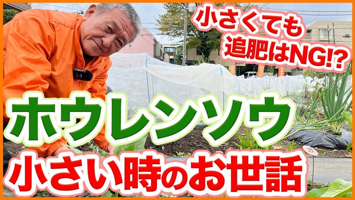 家庭菜園や農園のほうれん草栽培は葉が小さくても追肥NG!ほうれん草の葉が小さい時の育て方を徹底解説!【農園ライフ】/Tips for growing spinach when it is small. 家庭菜園や農園のほうれん草栽培は葉が小さくても追肥NG!ほうれん草の葉が小さい時の育て方を徹底解説!【農園ライフ】/Tips for growing spinach when it is small.