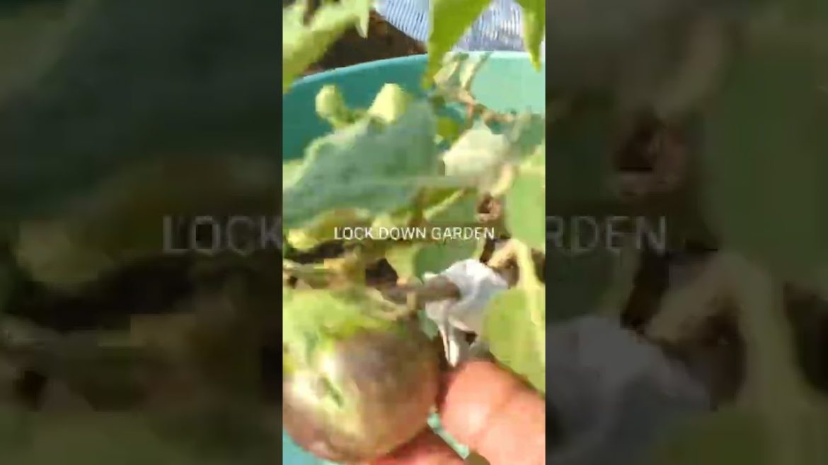 गमले में सब्जी कैसे उगाए/How to grow vegetables at home/Gardening tips#shorts@Terrace & Gardening