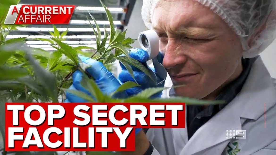 Australia's biggest indoor vertical cannabis farm | A Current Affair Australia's biggest indoor vertical cannabis farm | A Current Affair
