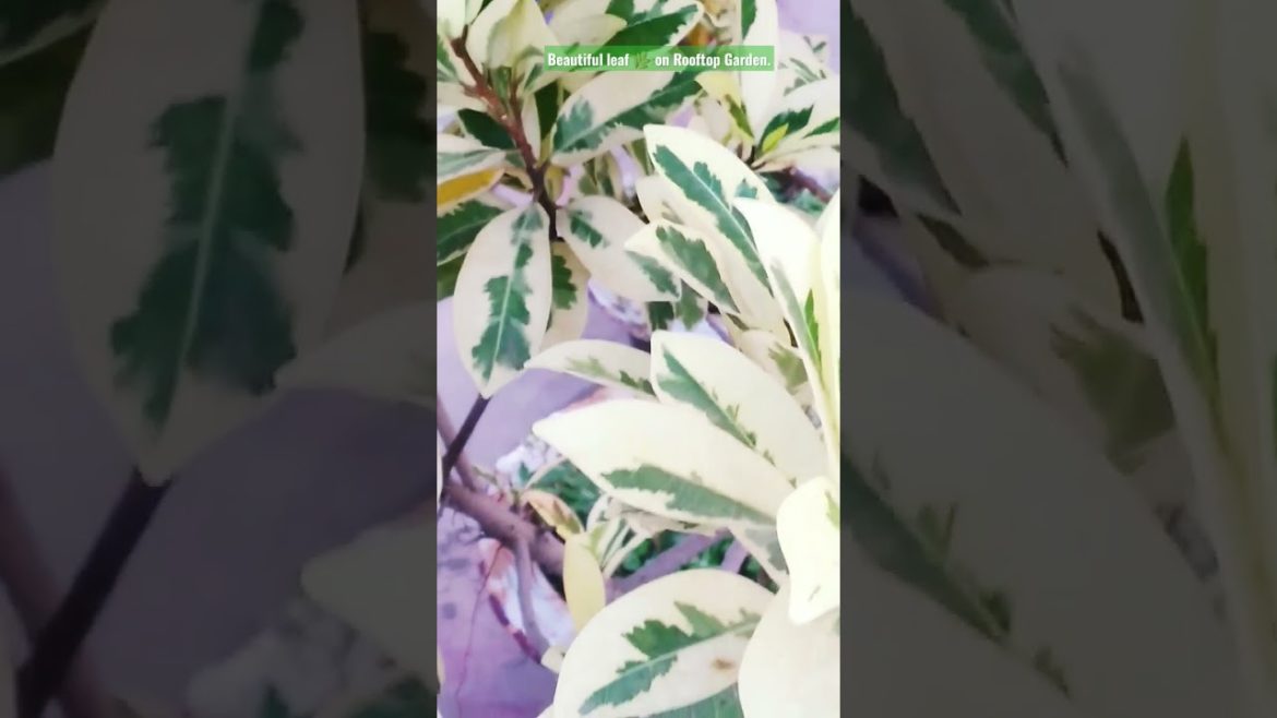 Beautiful Leaf on Rooftop Garden Design and Decoration Ideas. #shorts