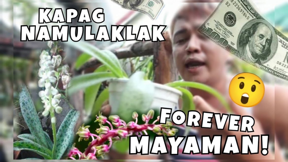 FOREVER RICH FLOWERS MEANING | PLANT CARE & TRYING METHODS OF PROPAGATIONS