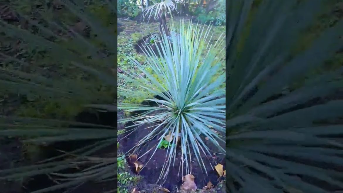 🌴 The perfect blue star for the garden 🌟 🌴 The perfect blue star for the garden 🌟