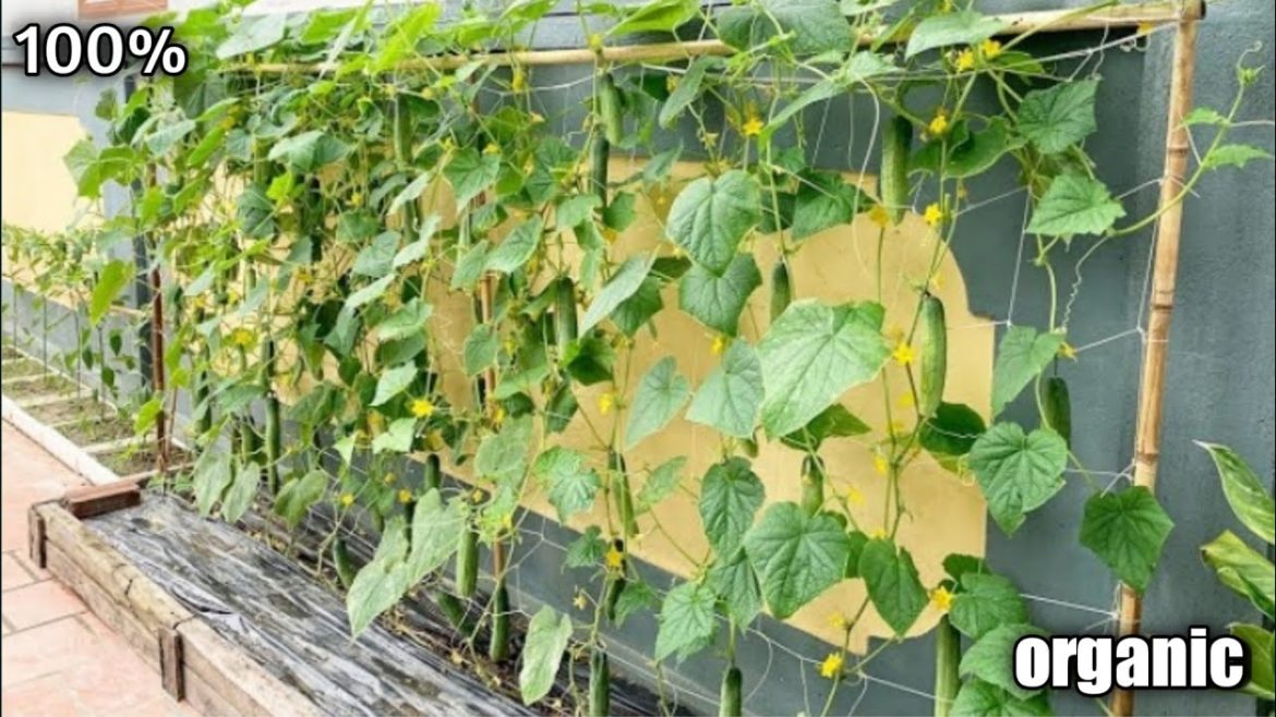Cucumber Gardening At Home | Cucumber Gardening Tips. Organic Vegetable Farming