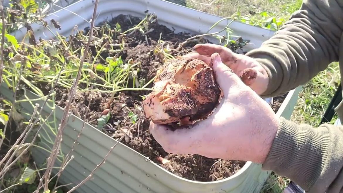 My Garden: Sweet Potatoes Part Two