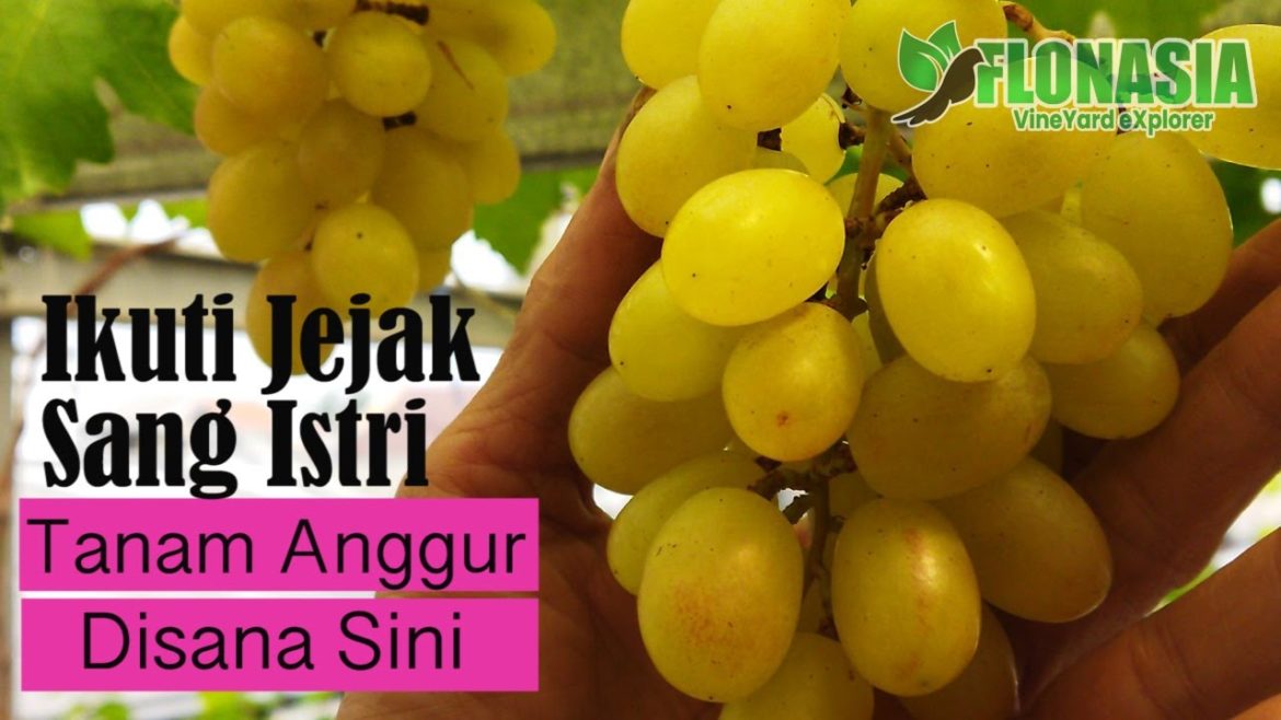 [Inspirasi Dari Istri] Menanam Anggur Di Rumah, Jadi Berkah