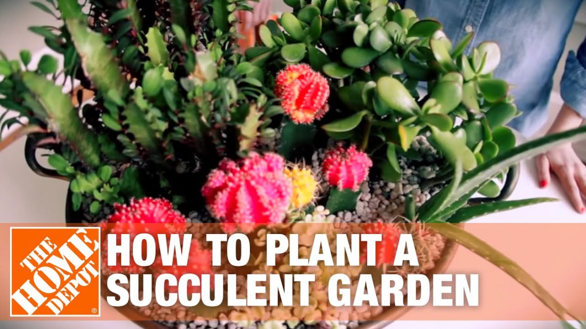 Succulent Container Gardens: Tips and Tricks | The Home Depot Succulent Container Gardens: Tips and Tricks | The Home Depot