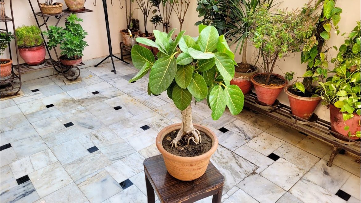 Names Of Top Ficus Bonsai Varieties | Banyan tree care | Tips to decrease leaf size@Shampy's Garden