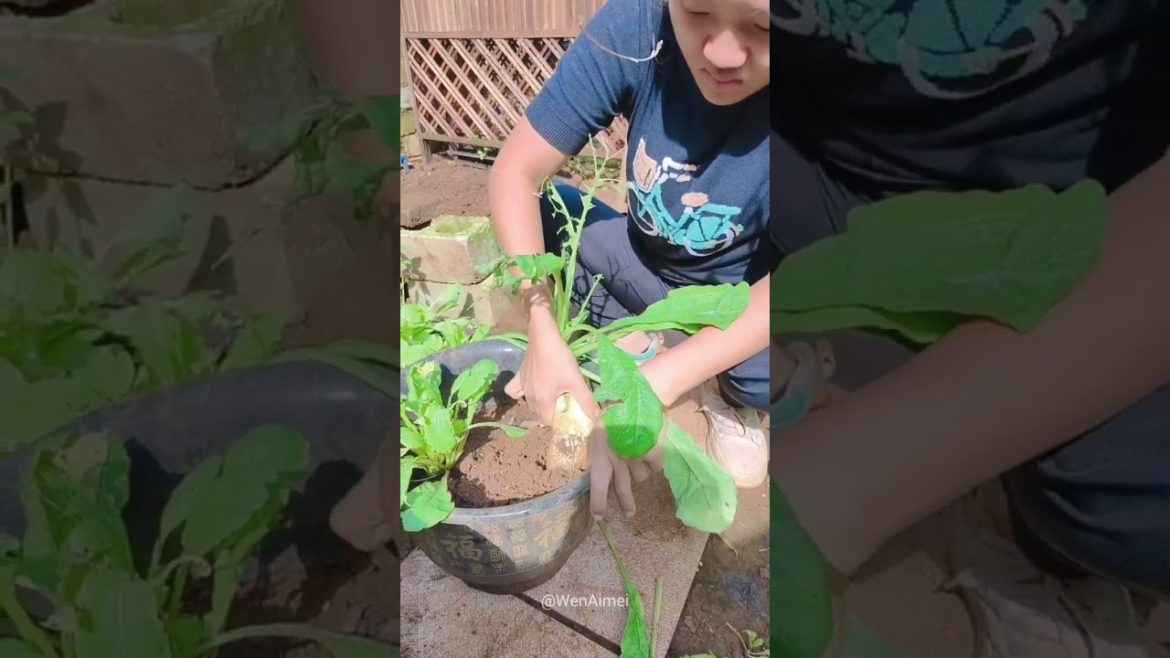 Beautiful Nature with Rural Life #shorts #naturalife #rurallife