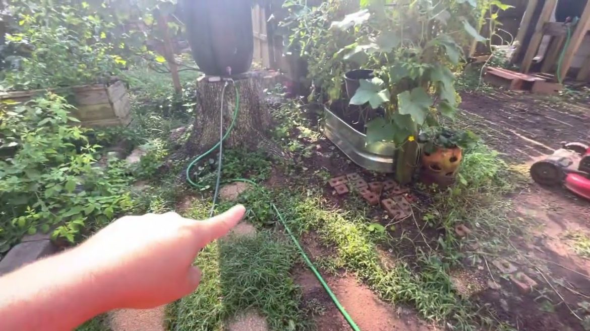 2022 Backyard Garden Overview - August 5th 2022