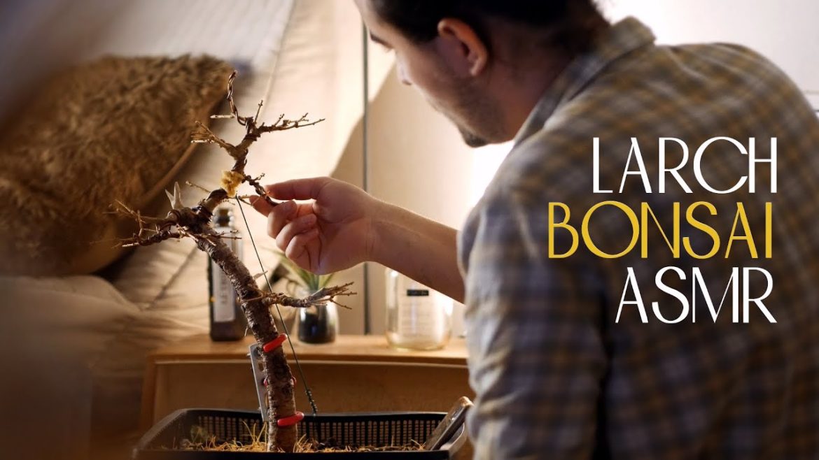 ASMR | Restoring a Neglected Larch BONSAI | no talking