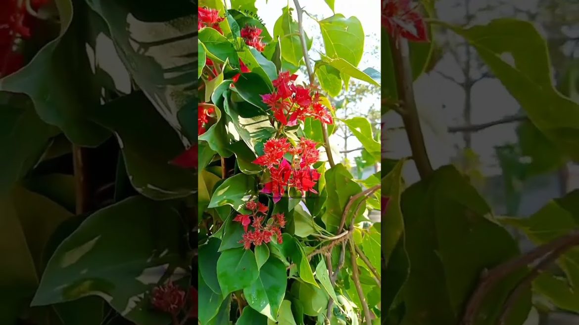 How to growing buganvilla flower |bougainvillea plant care|gardening tips| #Gulzar e Madina nursery