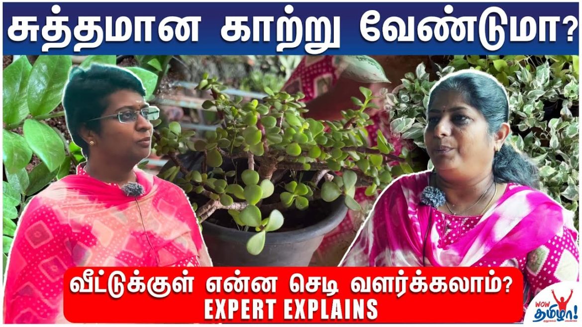 வீட்டுக்குள் என்ன செடி வளர்க்கலாம்? Expert Explains | indoor gardening Tips Tamil, Green Plants